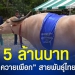 หอบ-5-ล้าน-ซื้อควายเผือก-สายพันธุ์ไทย
